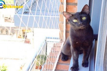 Siatki Mrągowo - Siatki na balkon - zabezpieczenie dzieci i kotów na balkonie dla terenów Mrągowa